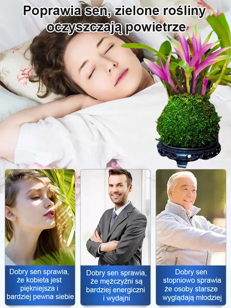 Roślina doniczkowa z orchideą kamienną do poprawy snu i oczyszczania powietrza