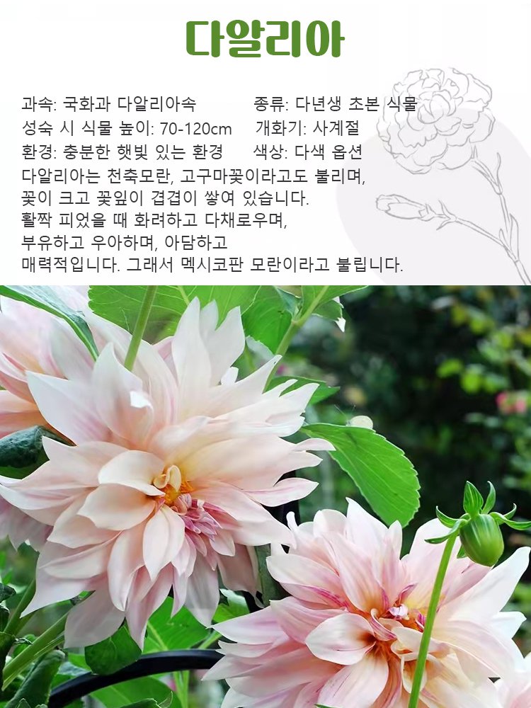 사계절 개화 가능한 다알리아 씨앗