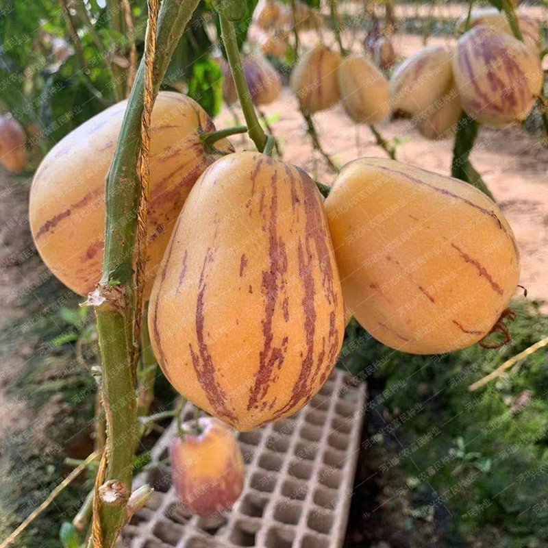 JS-Hypoglykemické a antihypertenzní mléko žluté maso hrnkové ženšen ovoce (doprava zdarma)