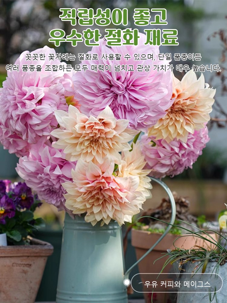 사계절 개화 가능한 다알리아 씨앗