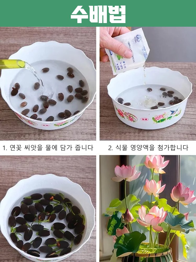 【 -20℃까지정상 개화 가능】겨울철 관상용 수경 재배 연꽃 씨앗