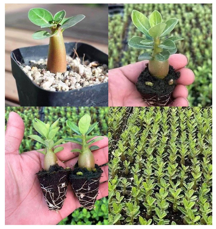 翻译件-SL-【浇水就活100年】沙漠玫瑰种球花-1267950-系统_19.jpg
