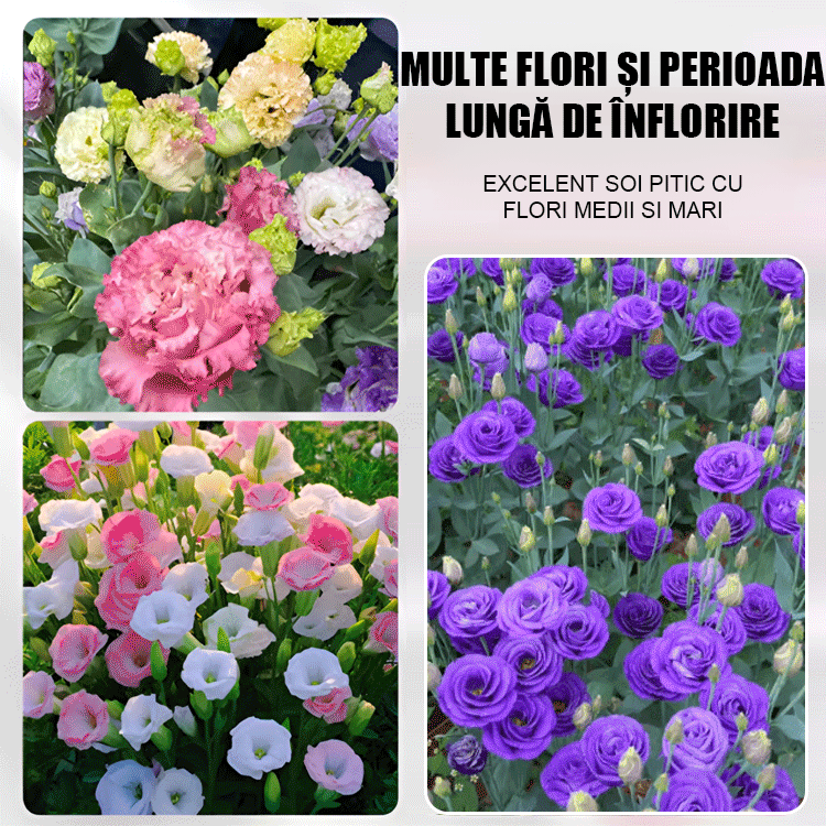 Semințe de platicodon grandiflorum