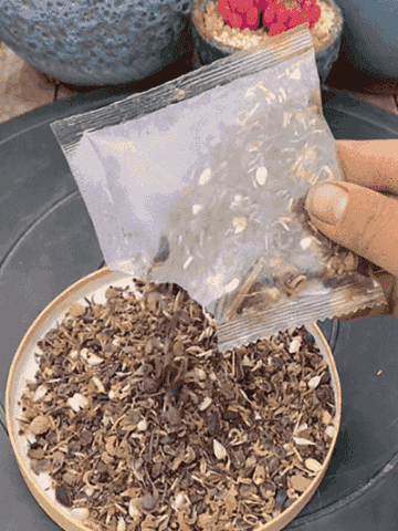 [Heat-resistant and cold-resistant four-season flower] Kaleidoscope