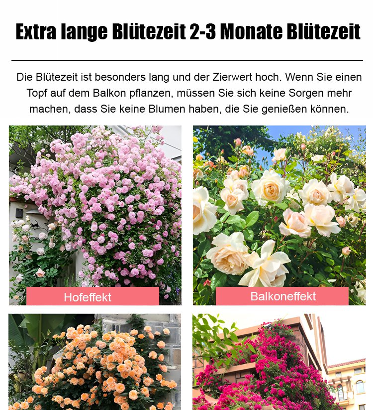 Kletterrosenpflanzen mit üppigen Blüten im Garten