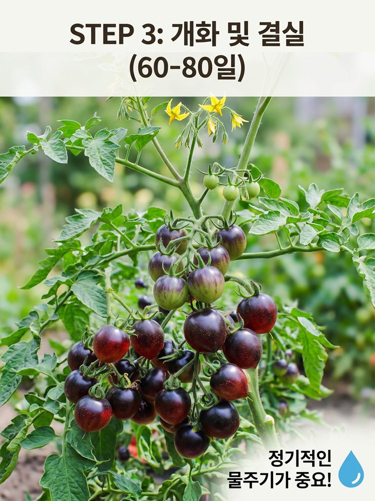 블랙 다이아몬드 토마토 씨앗