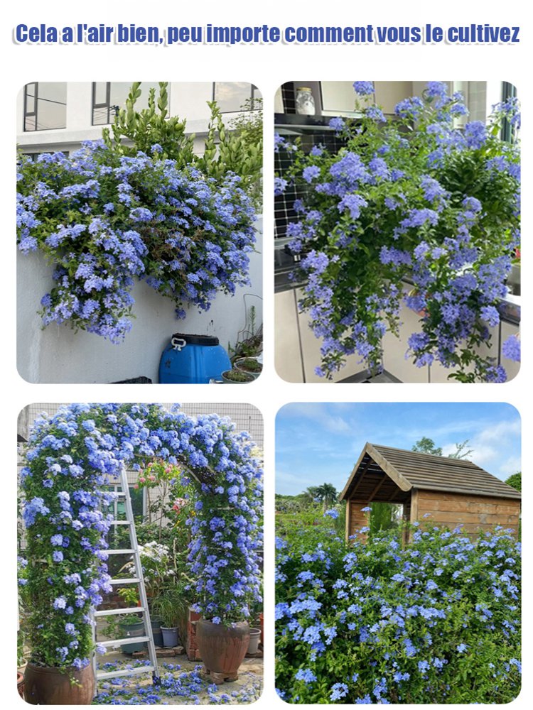 Graines de Plumbago rampant, floraison toute l'année, parfum envoûtant