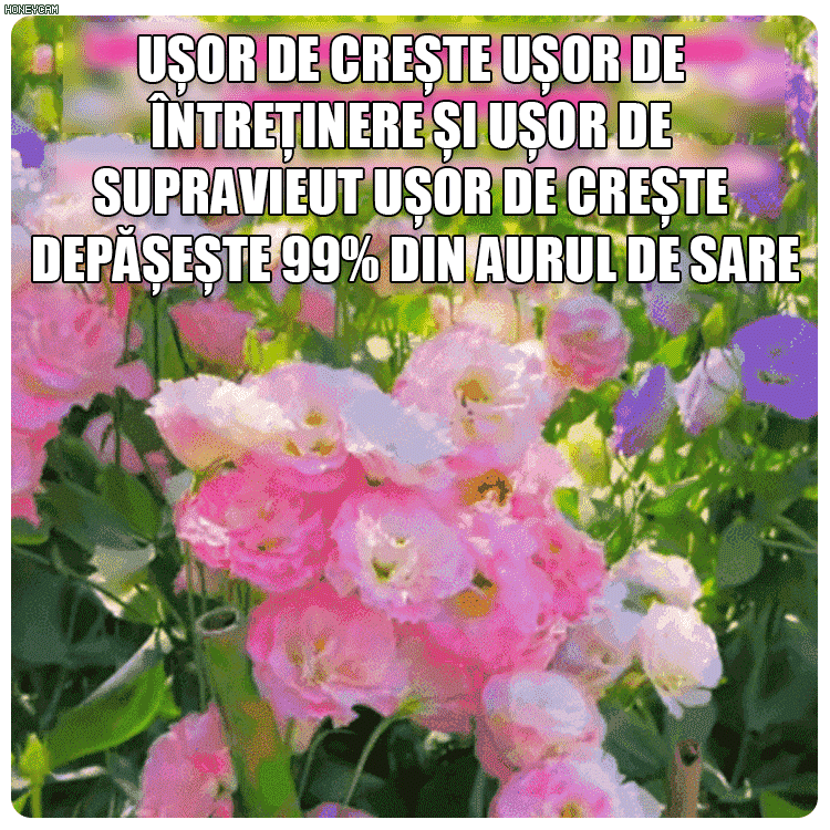 Semințe de platicodon grandiflorum