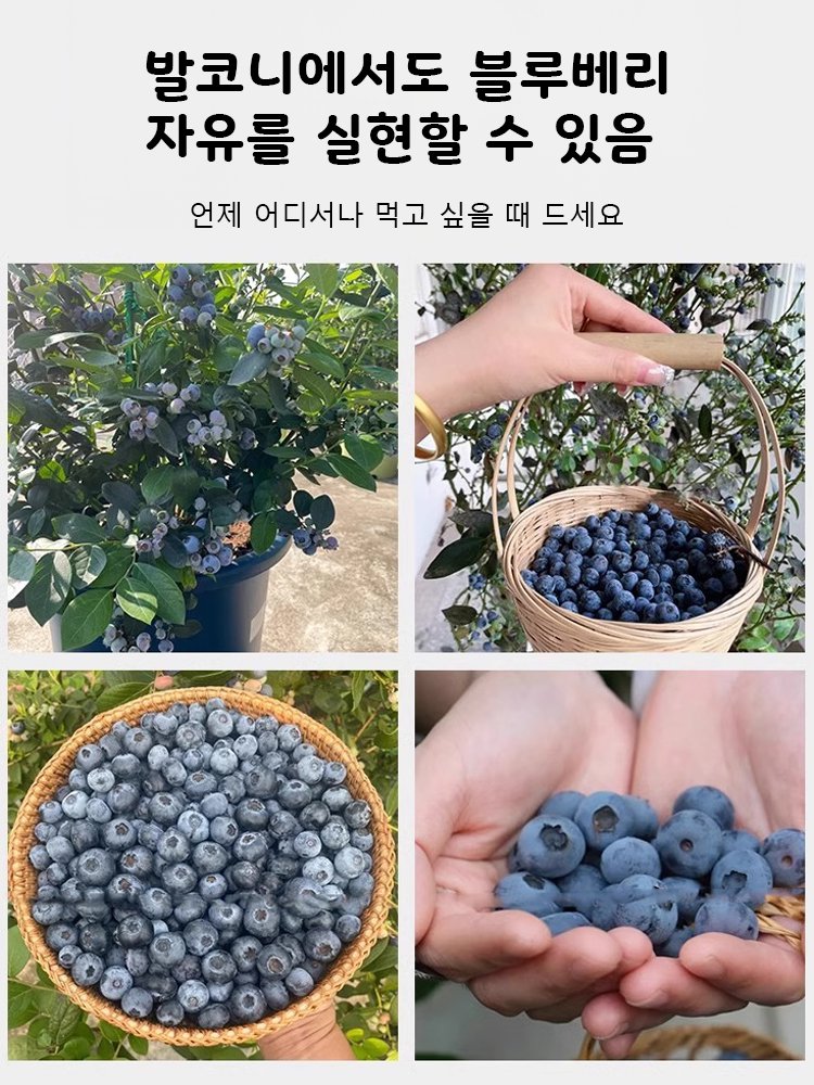 다품종 블루베리 씨앗