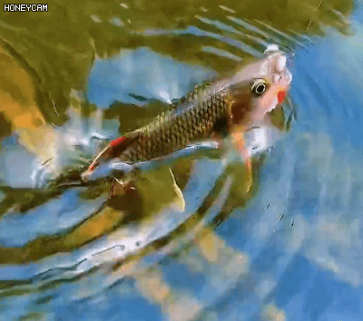 Honeycam 2025-07-17 13-41-34.gif