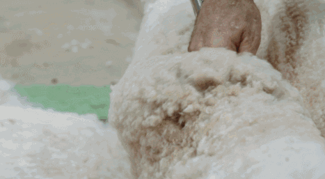 07.gif
