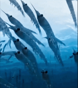 9c1cac55f45ee6b0b40d6e85c737a94e.gif