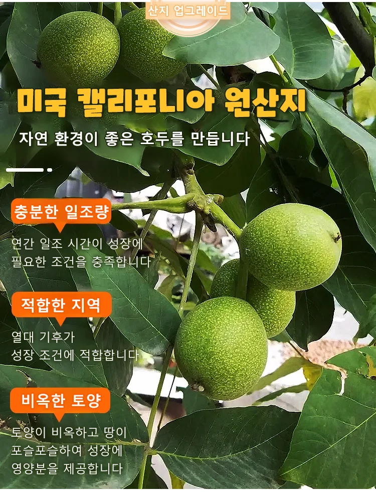 【전통 수공예 건강 간식】아마씨 호두과자 · 무설탕 고섬유 ❤️고려 홍삼의 최고 대안
