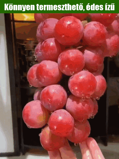 királynő nina szőlőmag