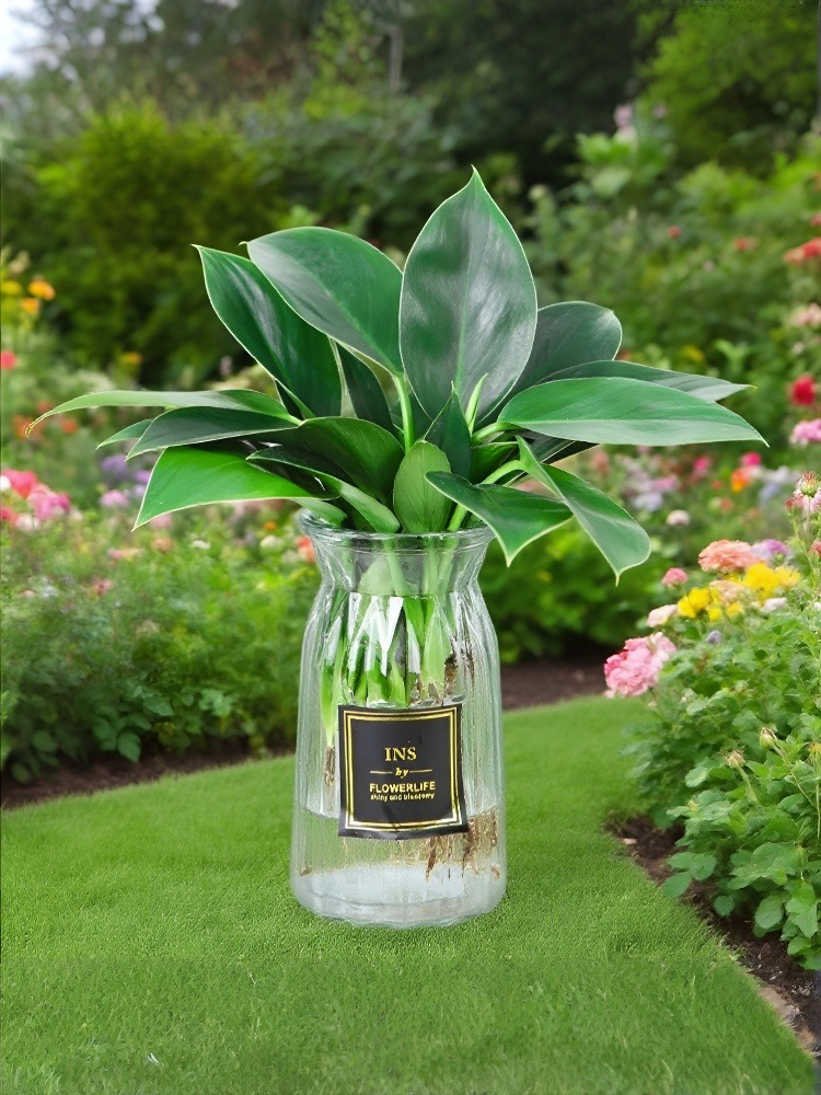 [Der "Luftreiniger" der Pflanzenwelt] 10-15cm große Grünpflanzen