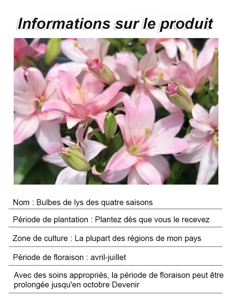 Lys bulbeux fleuri toute l'année
