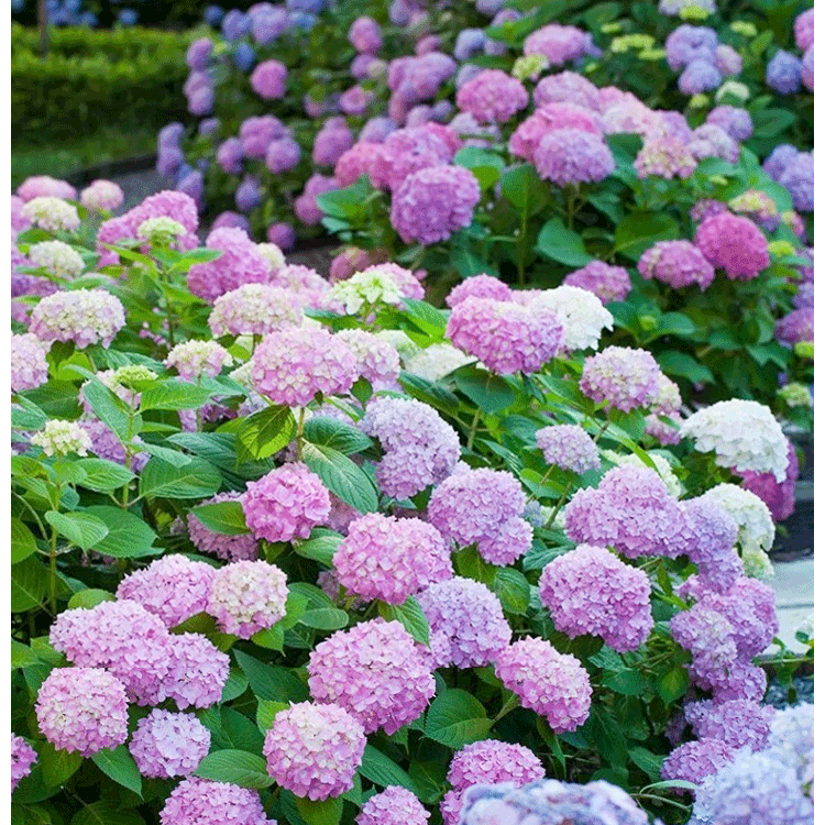 全品種繡球花苗