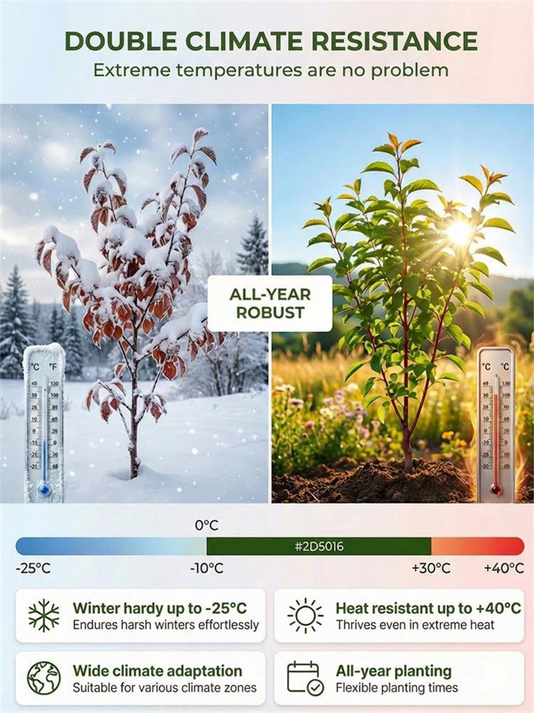 Australian Seedless Candied Red Plum Sapling [Guaranteed Alive or Refund]