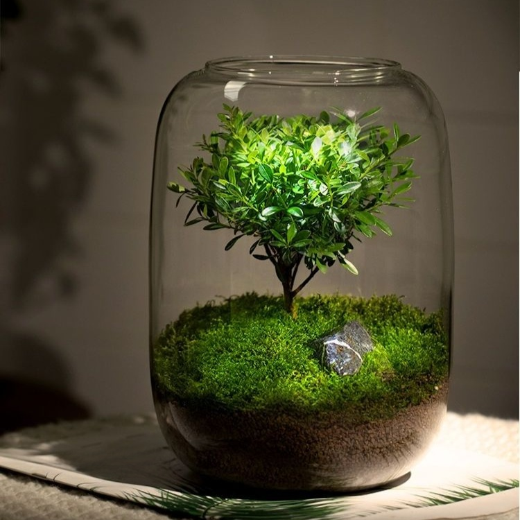 Desktop moss micro landscape finished bonsai