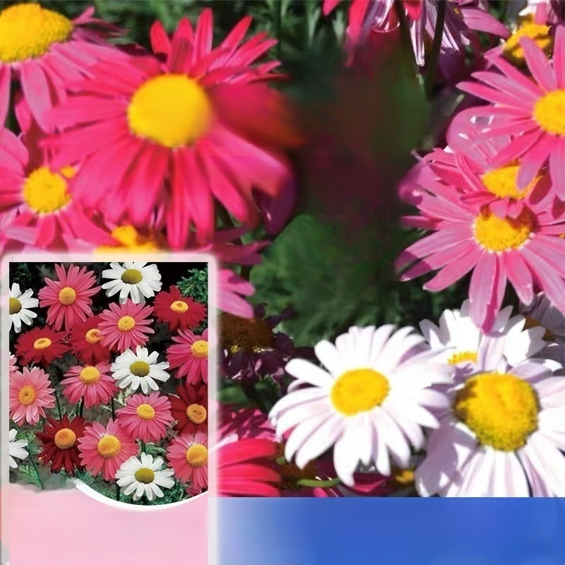 四季可種高發芽率除蟲菊種子