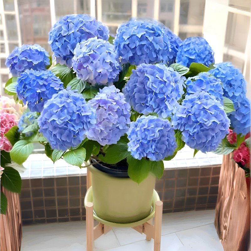 모든 품종의 수국 묘목