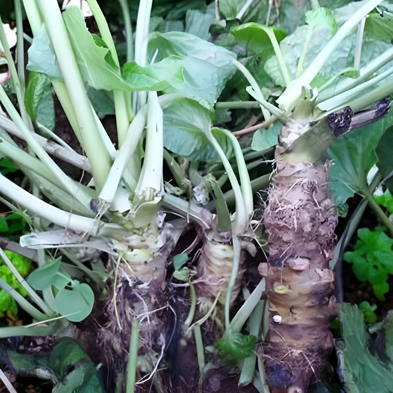 Senfsamen für den Hausgarten, das ganze Jahr verwendbar