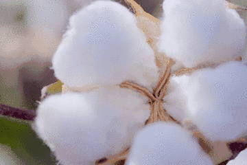 24f9710f82667502a2fda2ea440fb476.gif