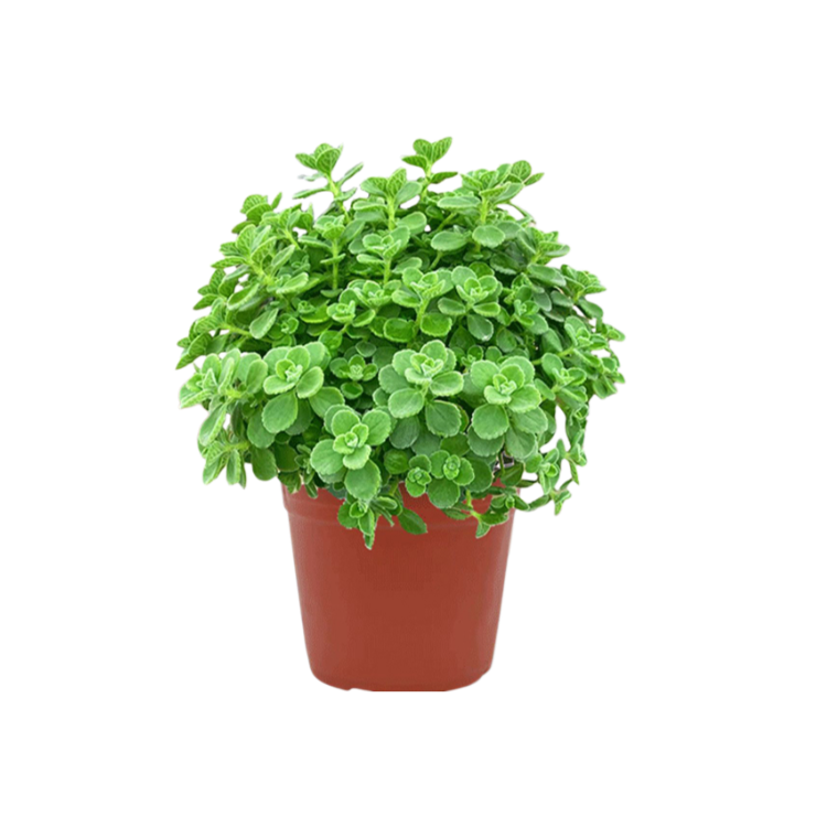 실내 허브와 녹색 식물