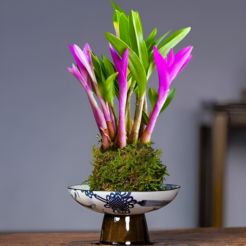 키우기 쉬운 덴드로비움 꽃 아로마테라피 식물