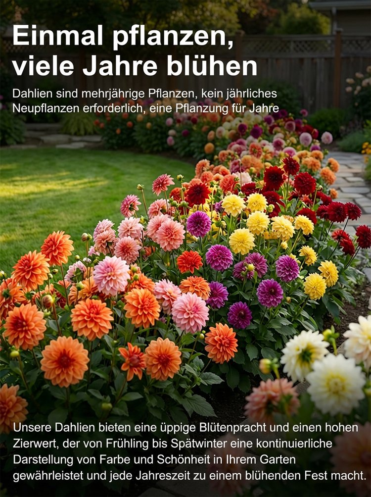 Üppige Dahlienblüte in verschiedenen Farben