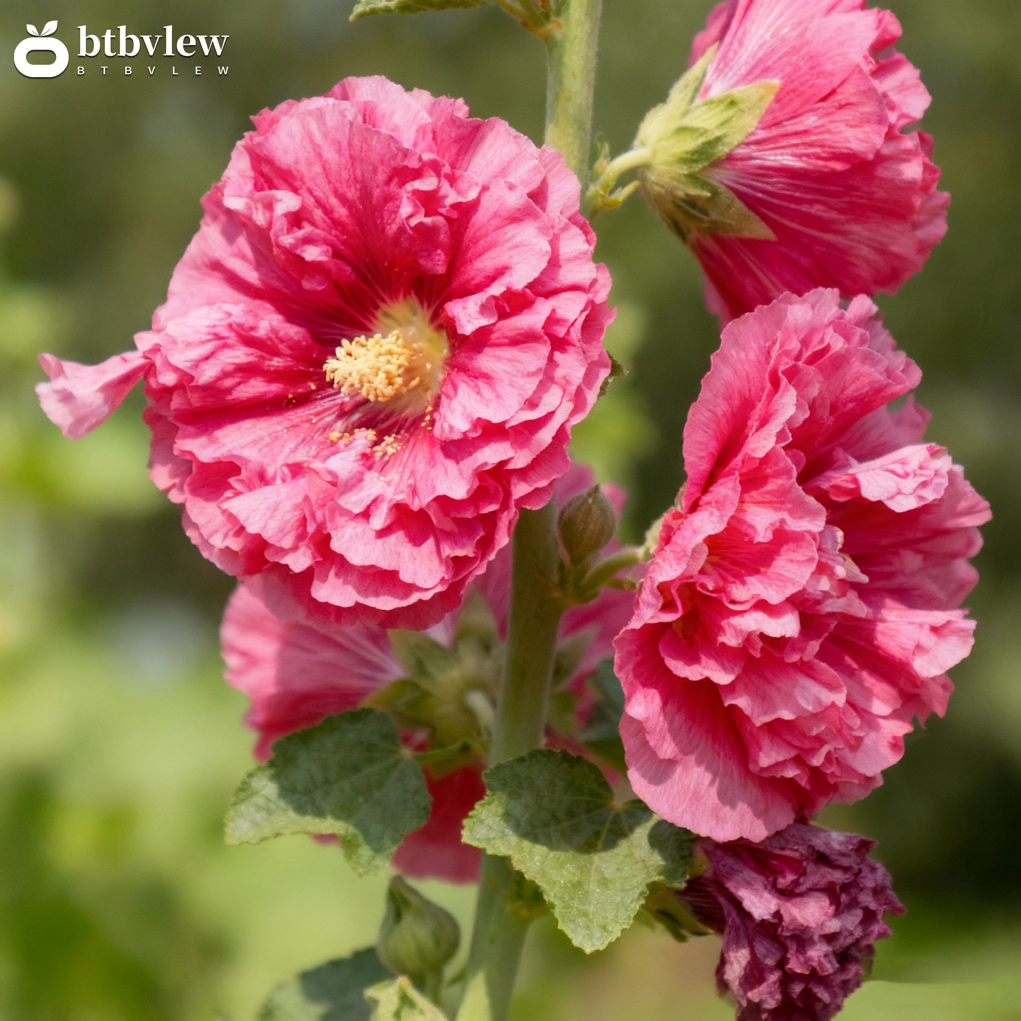 Dvojitě kvetoucí semena slézu (Alcea)