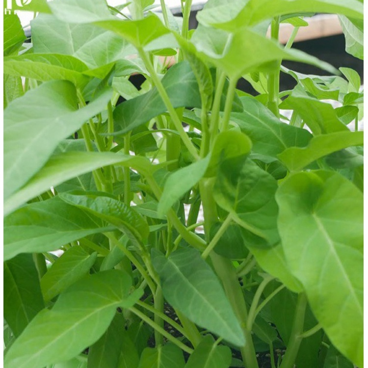 Semillas frescas de espinaca de agua de hoja grande, cosecha semestral 