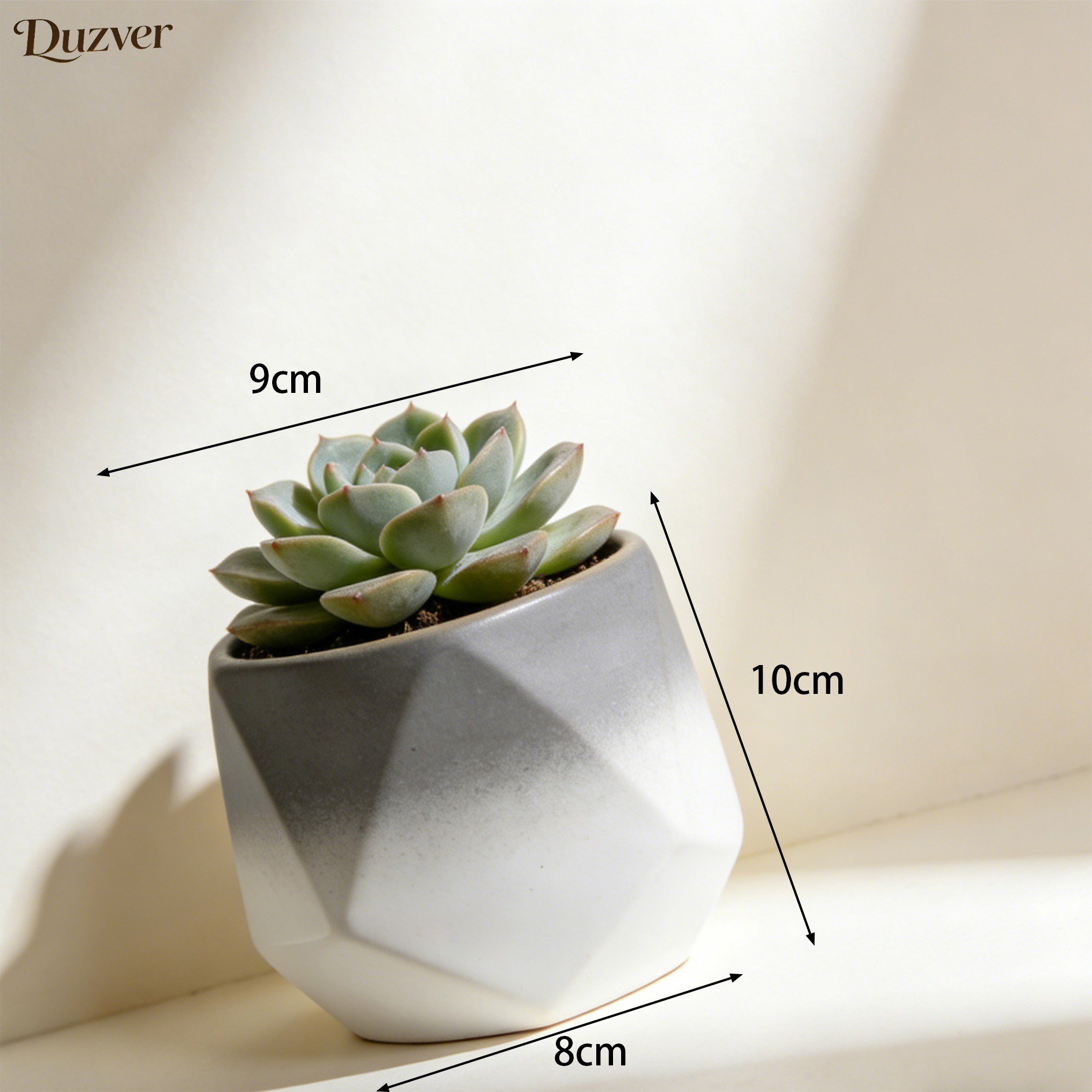 Mini Sukkulenten Pflanzen Topf