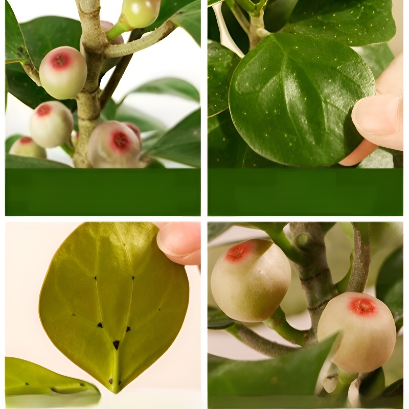 Cultivate oneself and cultivate one's character with Bodhi seedlings