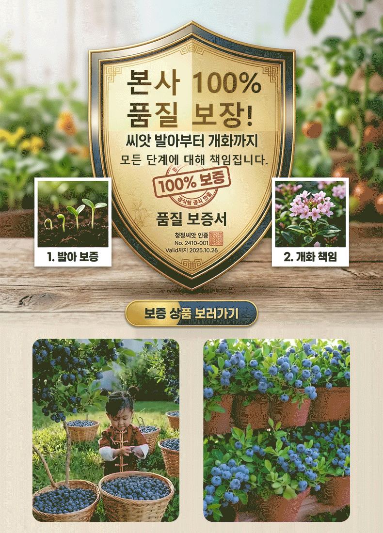 【천연 약재 창고】사계절 재배 가능한 발코니 화분 블루베리 씨앗