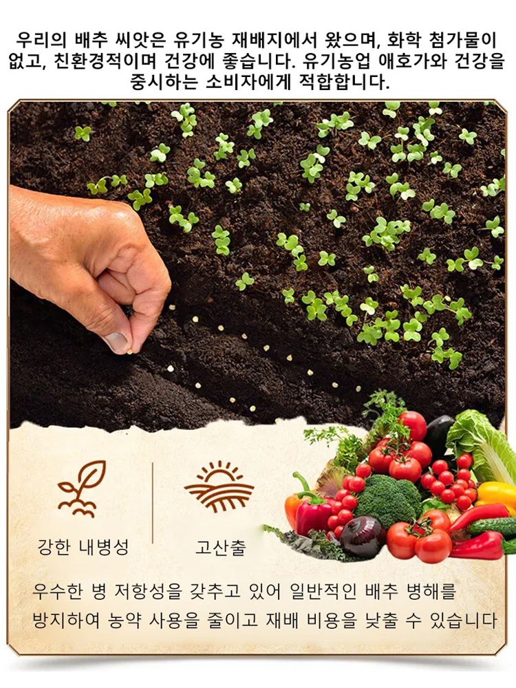 영양 건강 빨간 배추씨