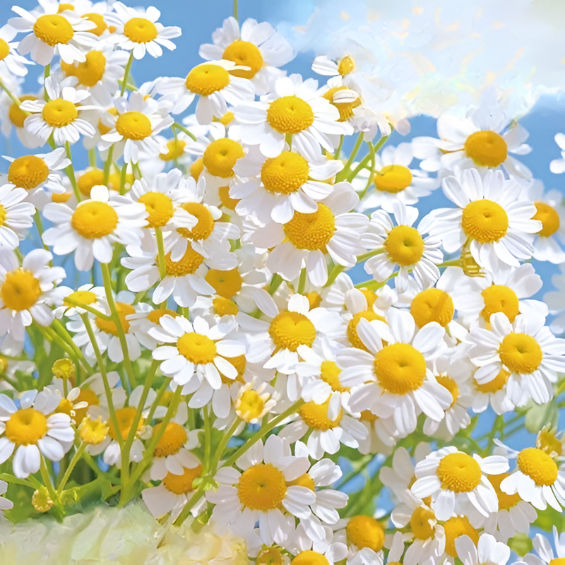 四季の花寄せ植えセット