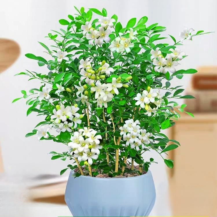 Mosquito repellent, strong fragrance, four season flowering, nine spice potted plant