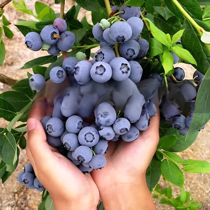 블루베리 화분 묘목