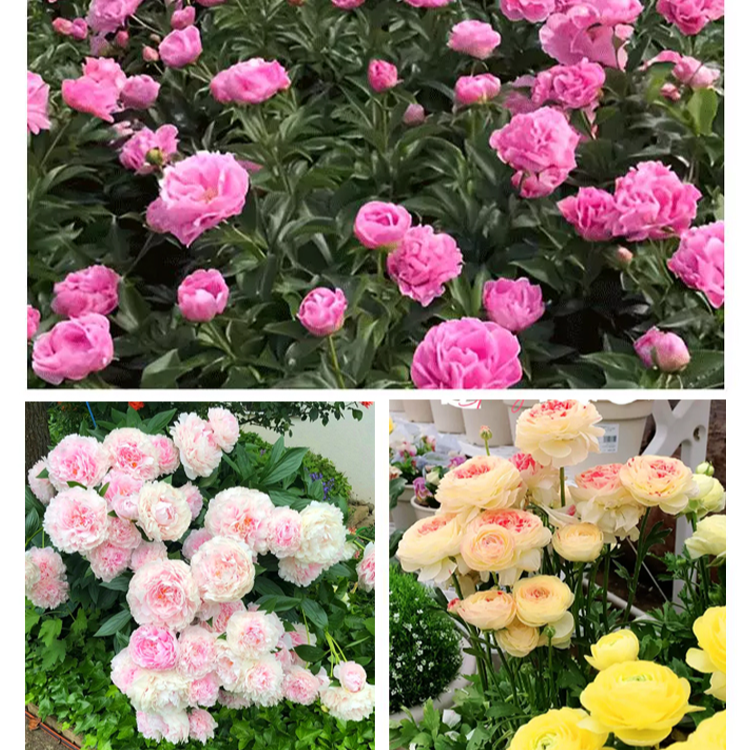 모란 화분