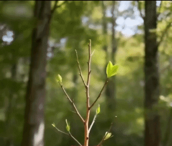 57a777ed73a218c23233cc8f3f2f61e6(1).gif