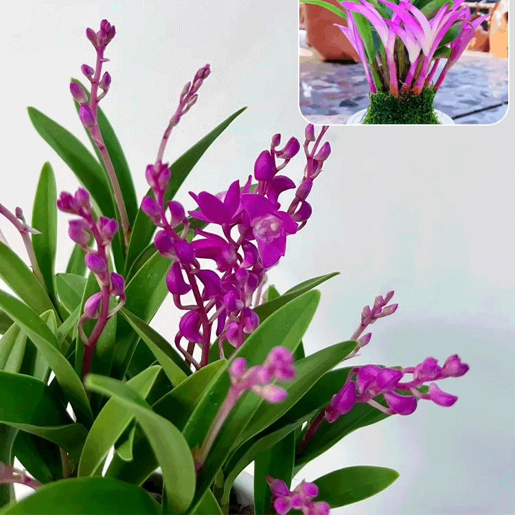 덴드로비움 화분 식물