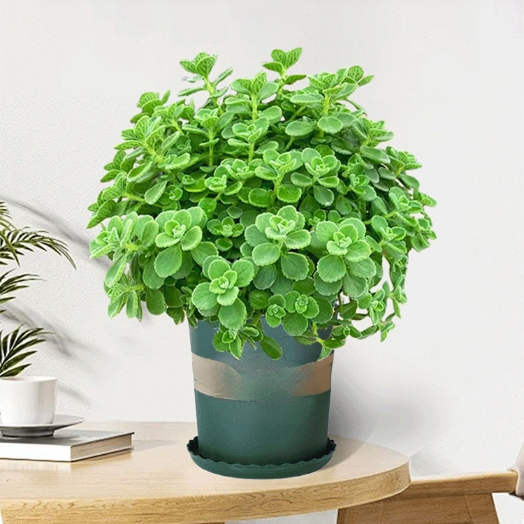 Indoor purification touch fragrance