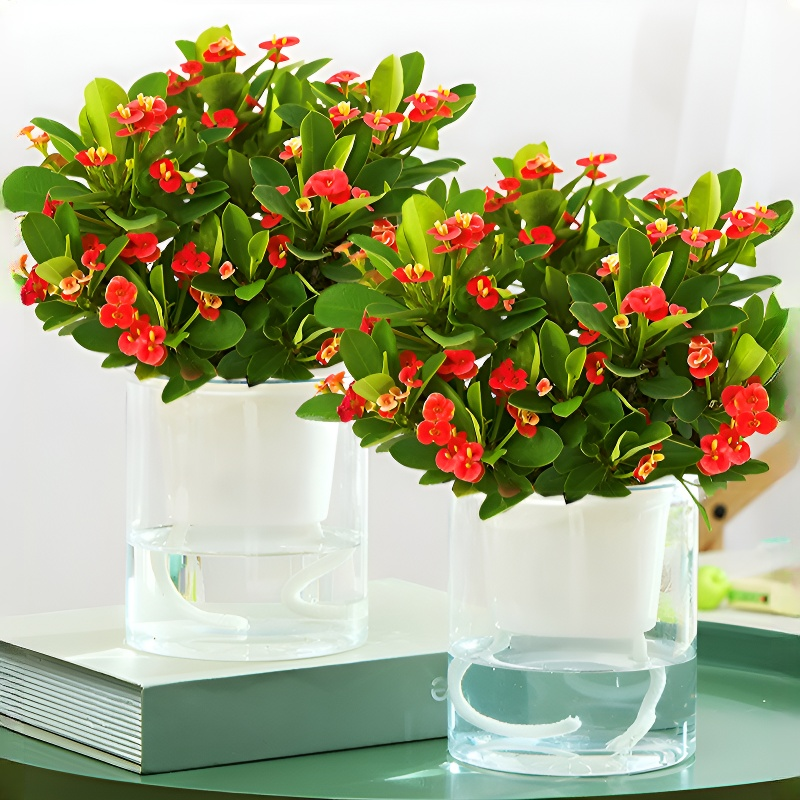 사계절 내내 푸른 보라색 잎 줄란 관엽식물