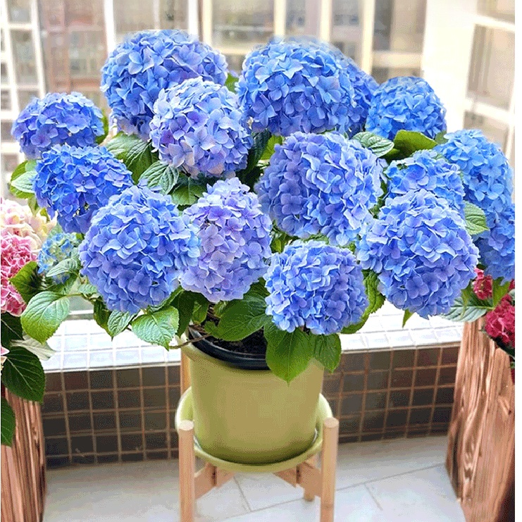 수국 화분 식물