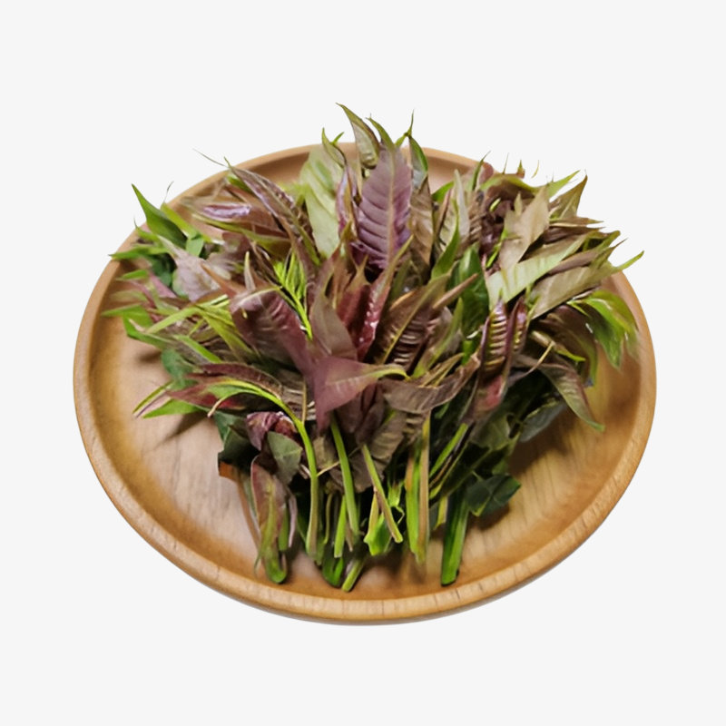 Frische Rote Toona Keimlinge