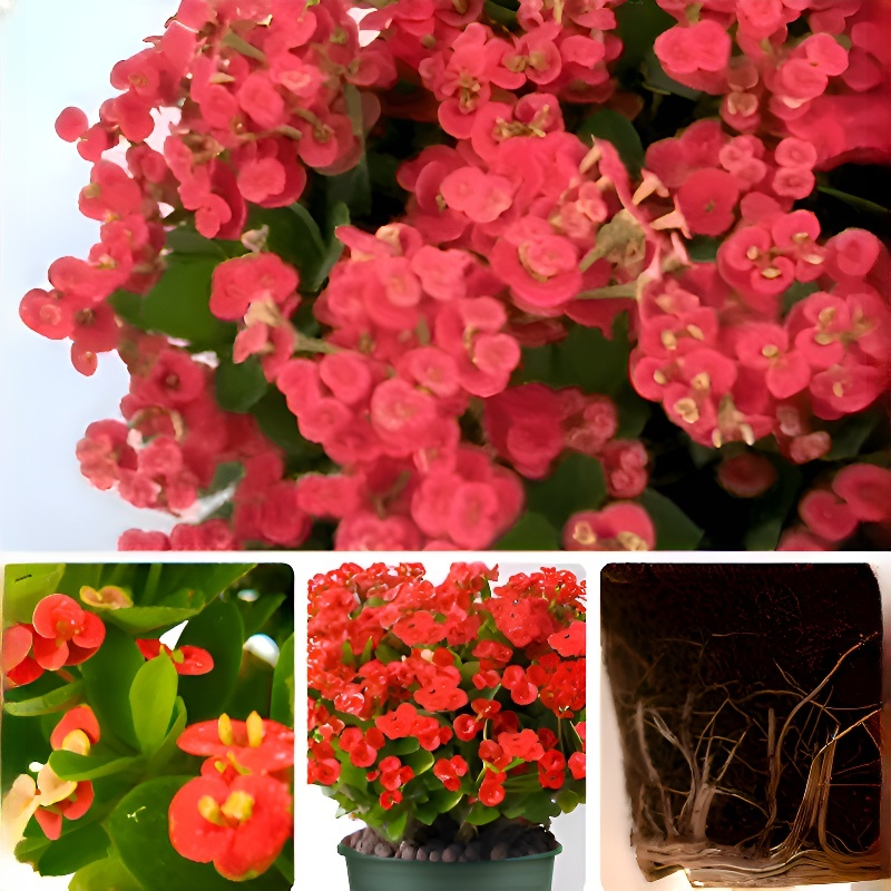 사계절 내내 푸른 보라색 잎 줄란 관엽식물