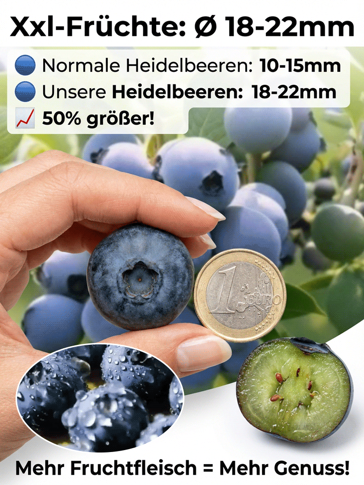 Bio-Blaubeerpflanze mit großen Früchten und hoher Ernte (Rückgabegarantie)