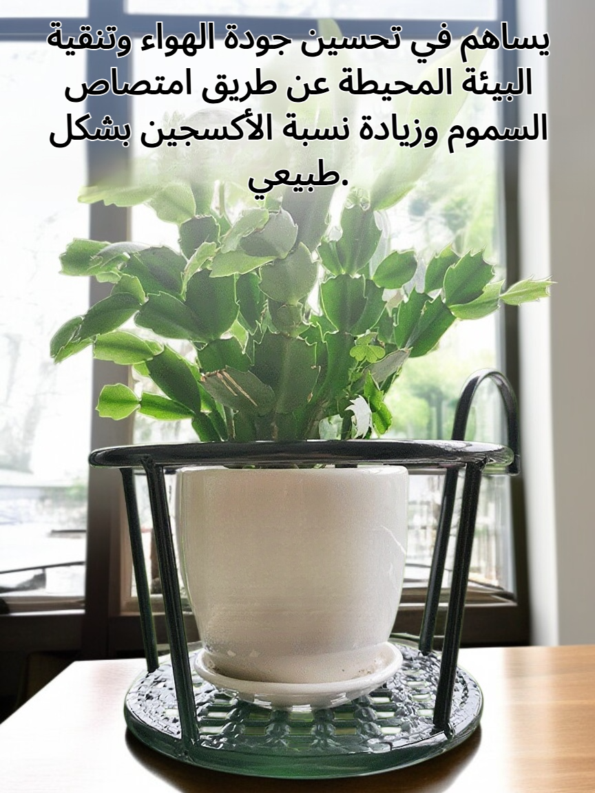 نبات زهرة محطة الطاقة في وعاء أنيق