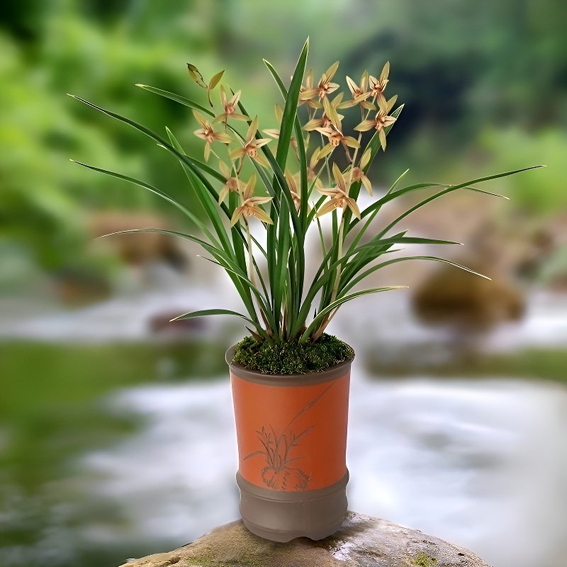 Decoración de bola de musgo con oncidium aromático